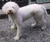 Lagotto Romagnolo Hund