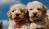 Lagotto Romagnolo Hund