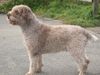 Lagotto Romagnolo Hund