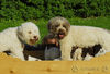 Lagotto Romagnolo Hund