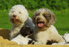 Lagotto Romagnolo Hund