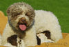 Lagotto Romagnolo Hund