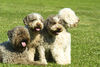 Lagotto Romagnolo Hund