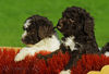 Lagotto Romagnolo Hund