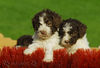 Lagotto Romagnolo Hund