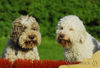 Lagotto Romagnolo Hund