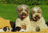 Lagotto Romagnolo Hund