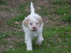 Lagotto Romagnolo Hund