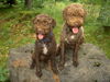 Lagotto Romagnolo Hund