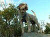 Lagotto Romagnolo Hund