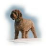 Lagotto Romagnolo Hund