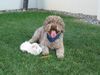 Lagotto Romagnolo Hund