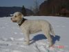 Lagotto Romagnolo Hund