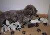 Lagotto Romagnolo Hund