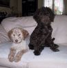 Lagotto Romagnolo Hund