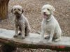 Lagotto Romagnolo Hund