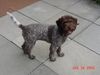 Lagotto Romagnolo Hund