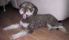 Lagotto Romagnolo Hund