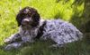 Lagotto Romagnolo Hund