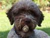 Lagotto Romagnolo Hund