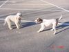 Lagotto Romagnolo Hund