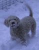 Lagotto Romagnolo Hund