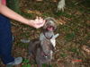 Lagotto Romagnolo Hund