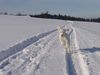 Lagotto Romagnolo Hund