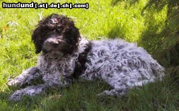 Lagotto Romagnolo Saro Emilio of Golden Comfort. Farbe: Roano-marrone (Schimmel)