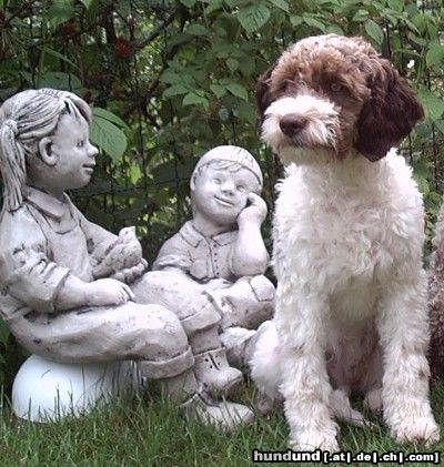 Lagotto Romagnolo Stella Emilio of Golden Comfort