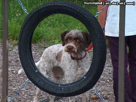 Lagotto Romagnolo Stella