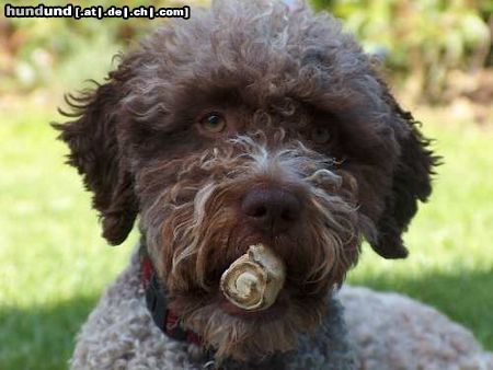 Lagotto Romagnolo Stella und Stumpe