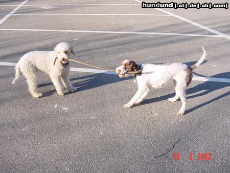 Lagotto Romagnolo