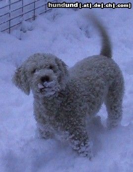 Lagotto Romagnolo Lagotto Hündin *Estella* im Schnee.