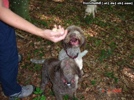 Lagotto Romagnolo Eny amici per sempre und Stella mit weissem Trüffel