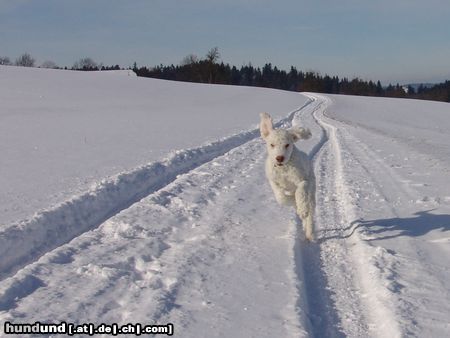 Lagotto Romagnolo Nanù da Tartòfla (1-jährig)