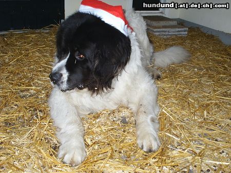 Landseer Merry X-mas