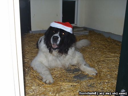 Landseer Merry X-mas