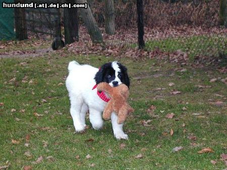 Landseer Landseer von der Schwanenburg