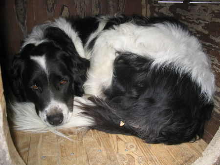 Landseer