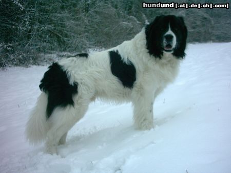 Landseer fast dreijähriger Rüde