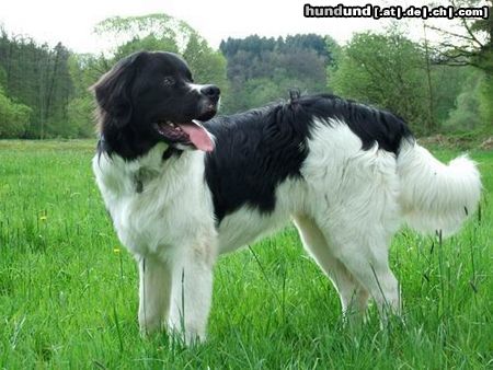 Landseer