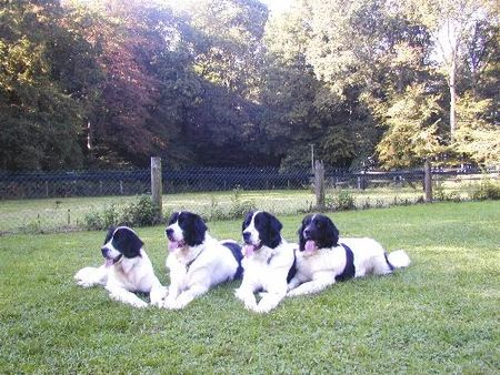 Landseer Landseer von der Schwanenburg