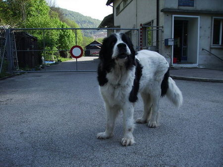 Landseer Amira mit 15 Jahren