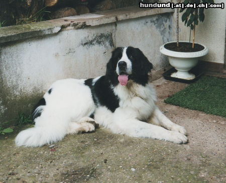 Landseer Amira 12 Jahre alt