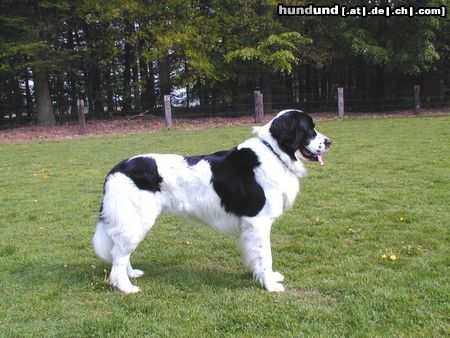 Landseer Argon v.d. Schwanenburg (Dt.Champ.VDH)