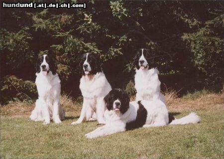 Landseer Landseer von der Schwanenburg