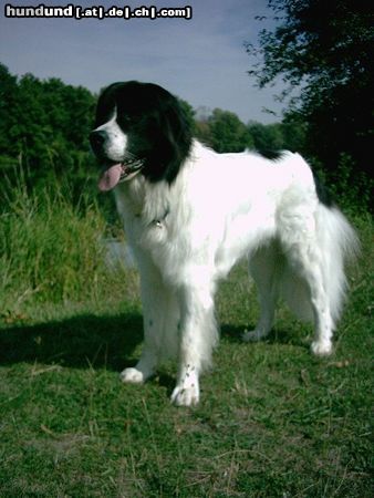 Landseer Landseer Rüde Napoleon von Fierst