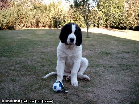 Landseer Ein kleiner dicker Knuffelbär