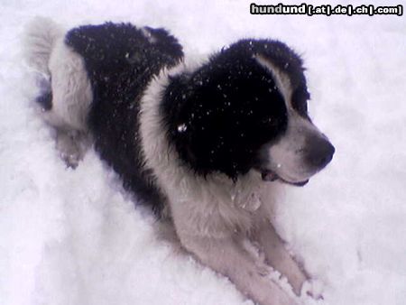 Landseer Endlich hat's geschneit